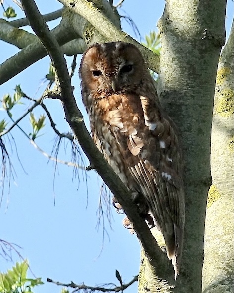 tawny owl